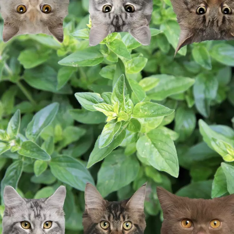 Origanum vulgare hirtum and cats