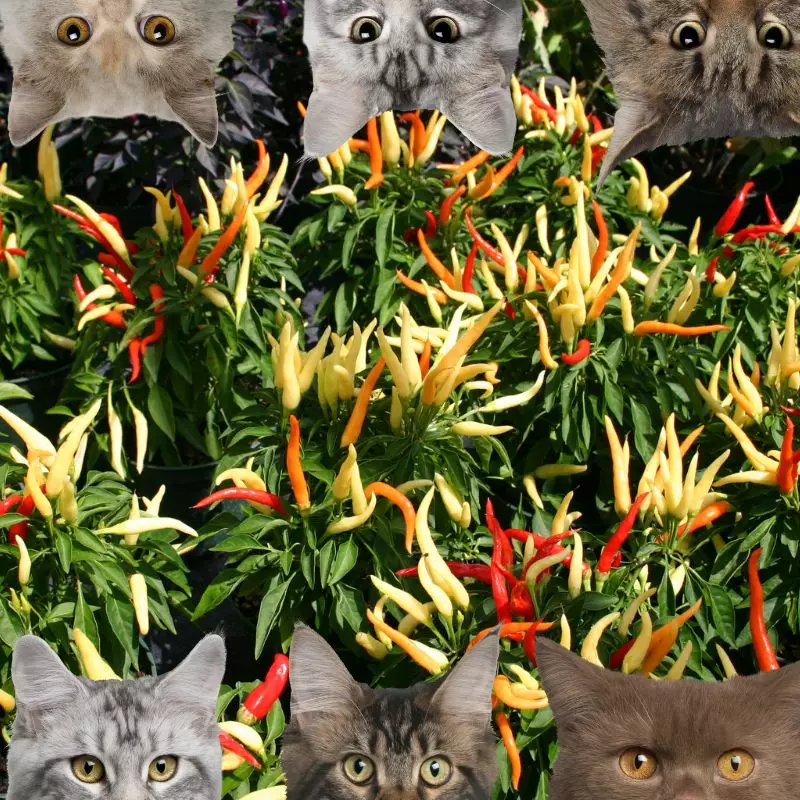 Ornamental Pepper and cats