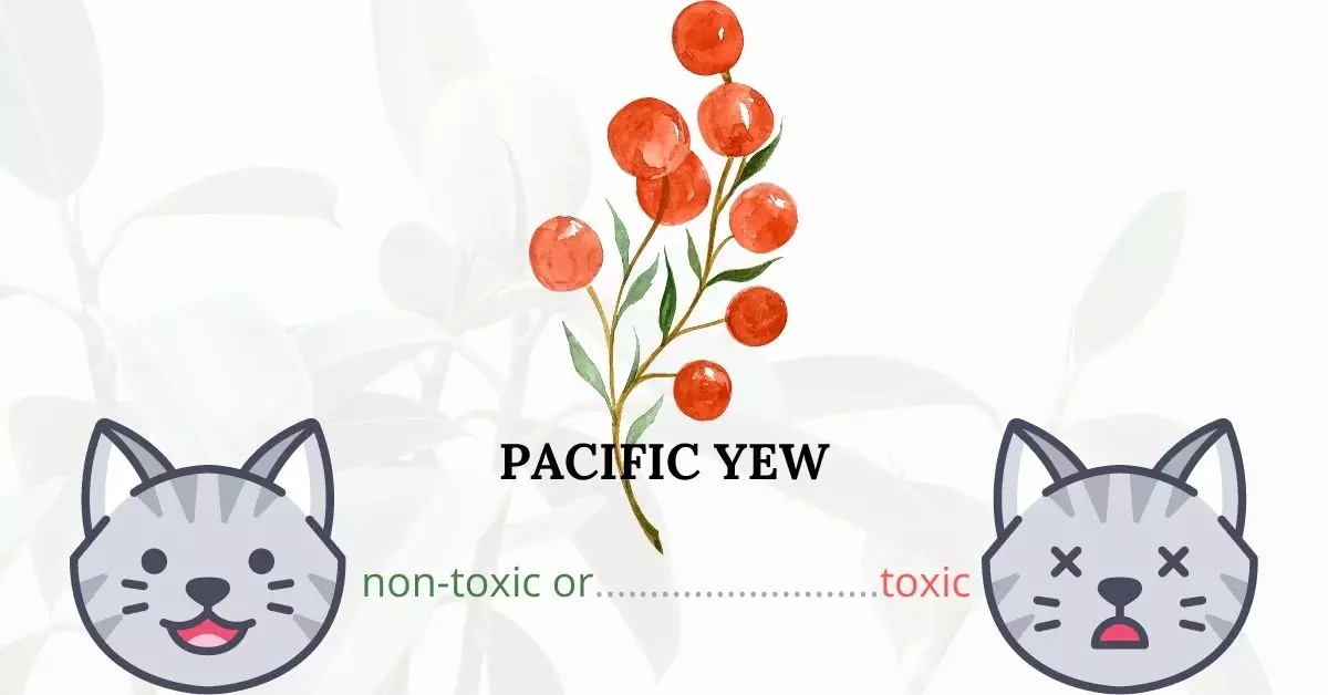 Is Pacific Yew Toxic To Cats? 