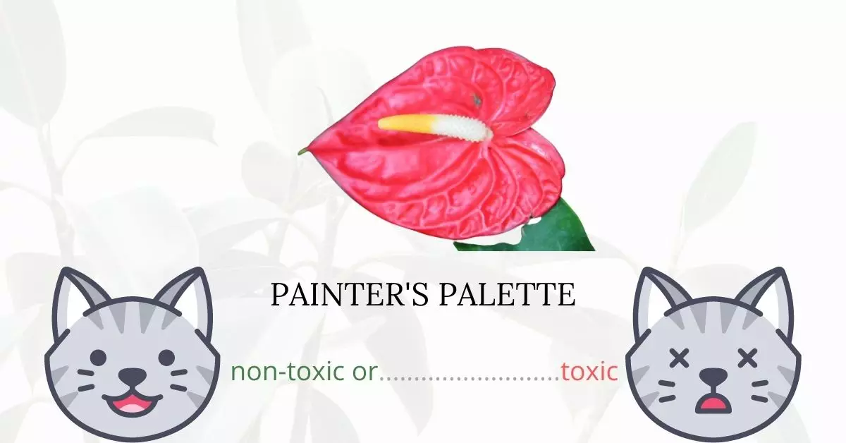 Is Painter’s Palette Toxic To Cats? 