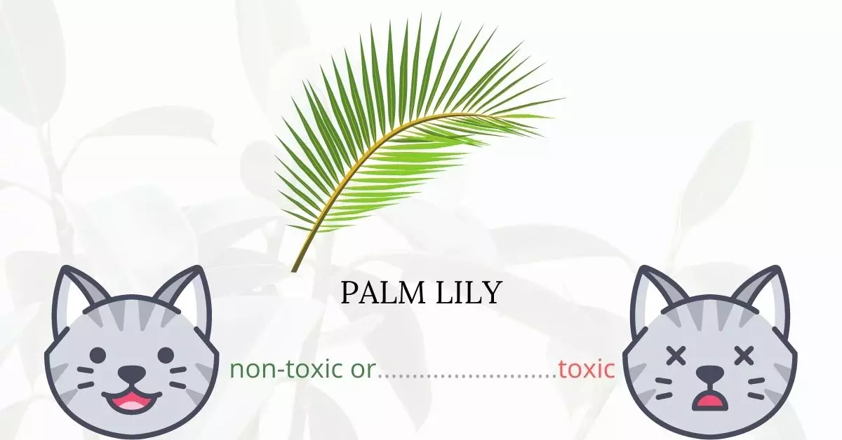 Is Palm Lily Toxic To Cats? 