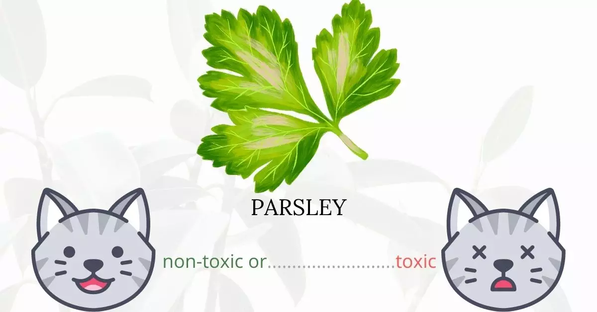 Is Parsley Toxic To Cats? 
