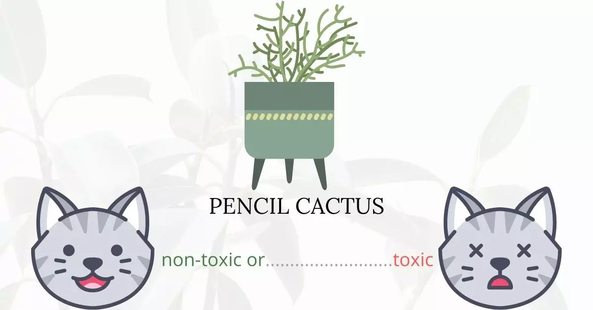 Is Pencil Cactus Toxic To Cats? 
