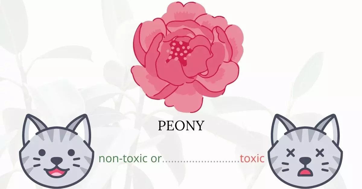 Is Peony Toxic To Cats? 