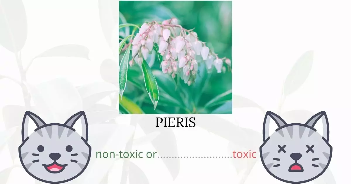 Is Pieris Toxic To Cats? 