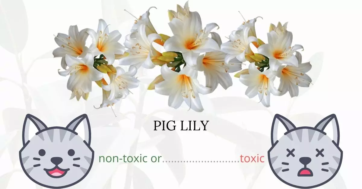 Is Pig Lily Toxic To Cats? 