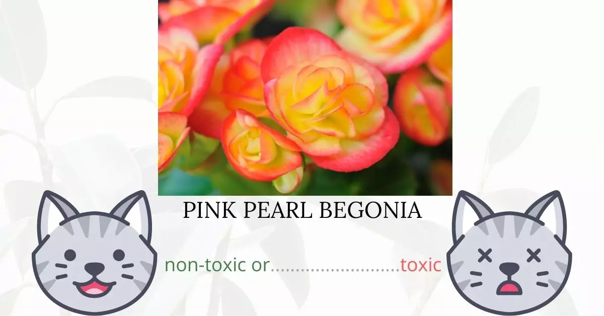 Is Pink Pearl Begonia Toxic To Cats? 