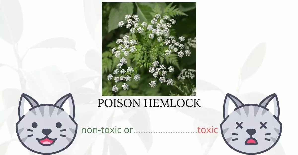 Is Poison Hemlock Toxic To Cats? 