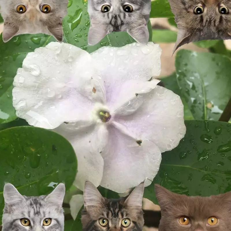 Paraguayan Jasmine and cats