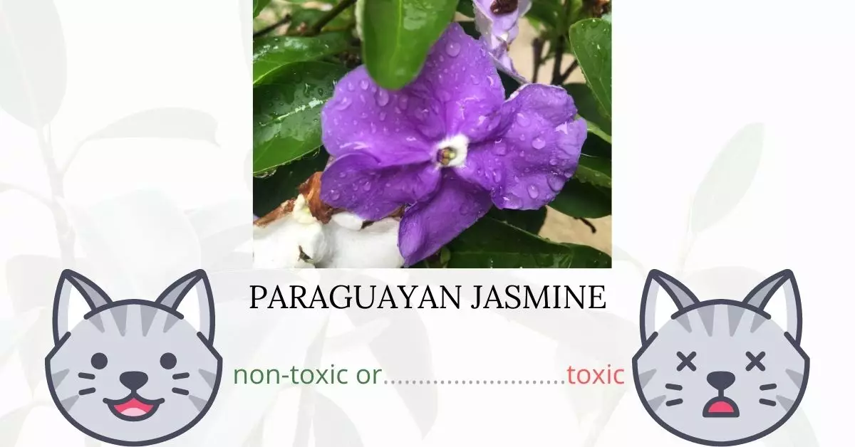 Is Paraguayan Jasmine Toxic To Cats? 