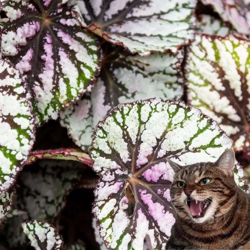 Peace begonia and a cat nearby