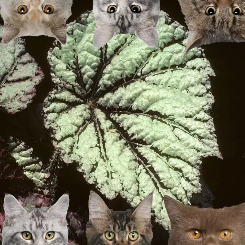 Peace begonia and cats