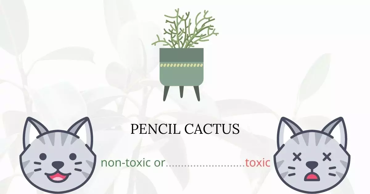 Is Pencil Cactus Toxic to Cats