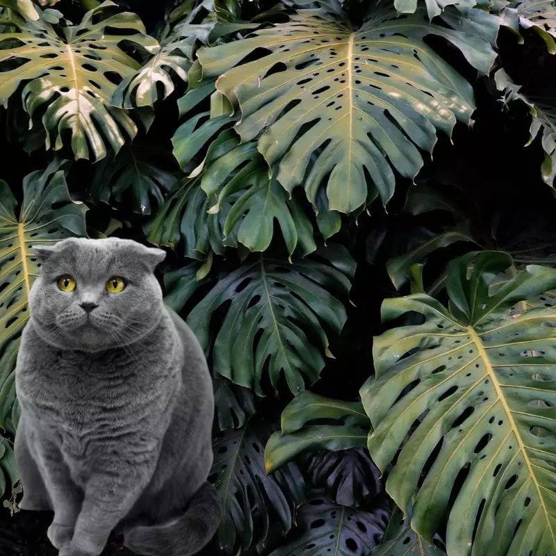 Philodendron Pertusum and a cat nearby