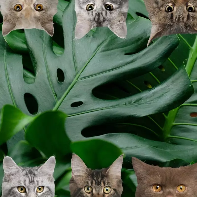 Philodendron Pertusum and cats