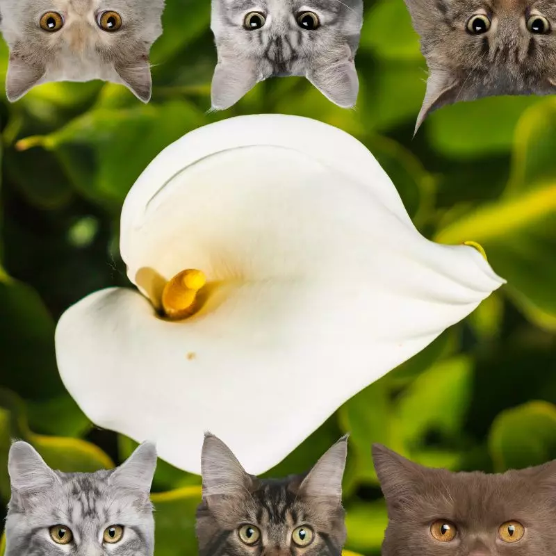 Pig Lily and cats