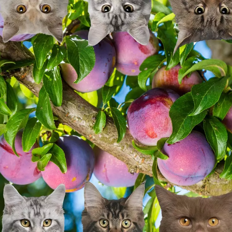 Plums and cats