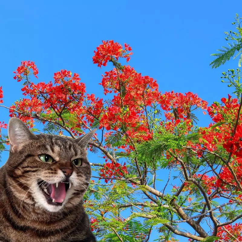 Poinciana and a cat hissing at it