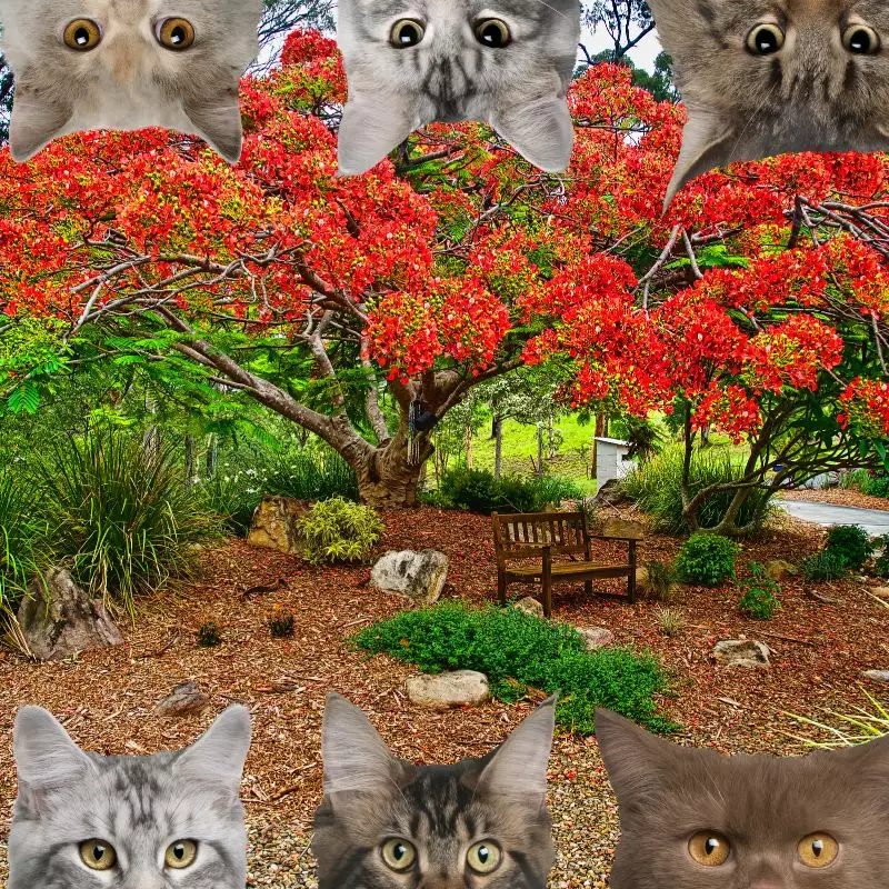 Poinciana and cats