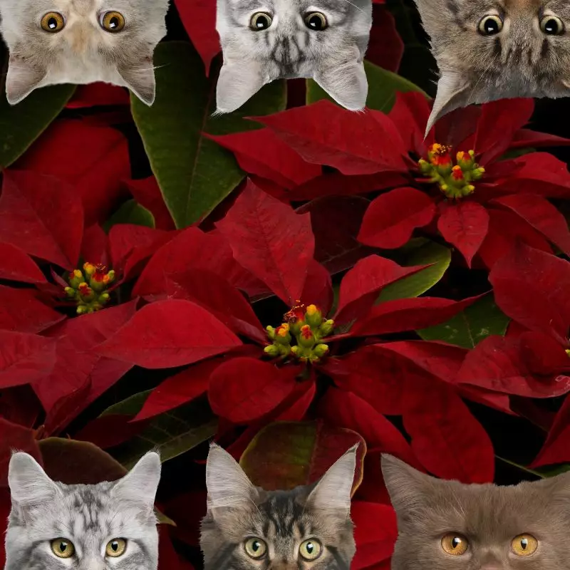 Poinsettia and cats