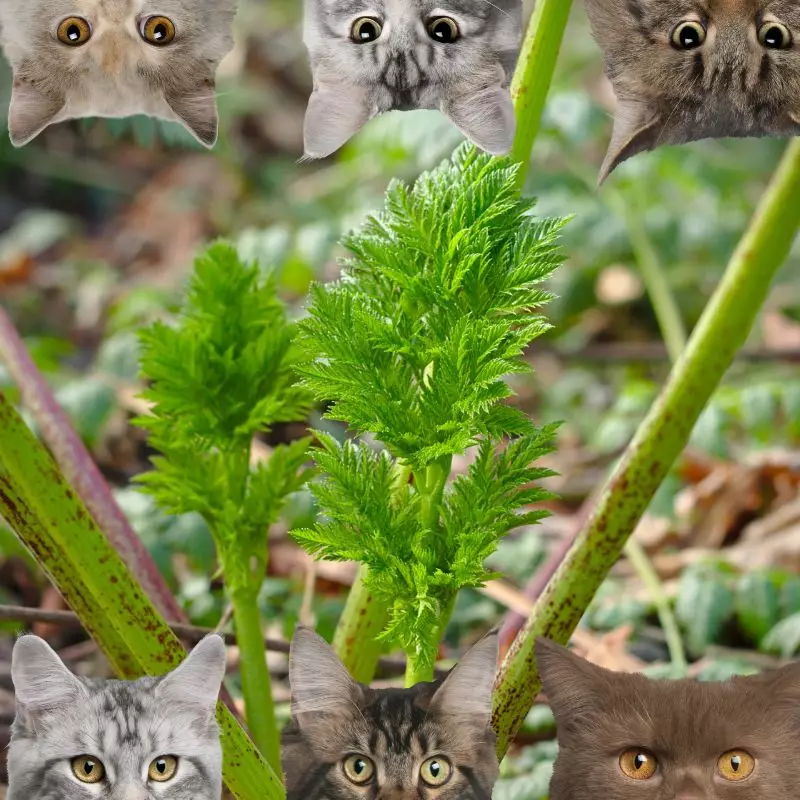 Poison Hemlock and cats