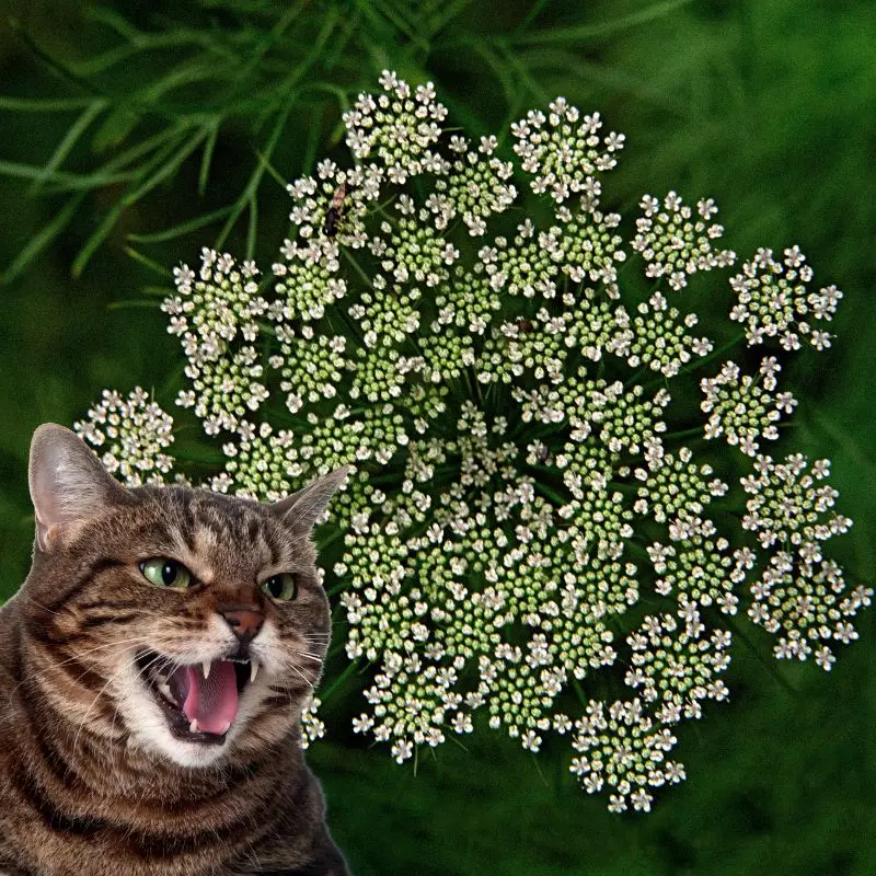 Poison Parsnip and a cat hissing at it