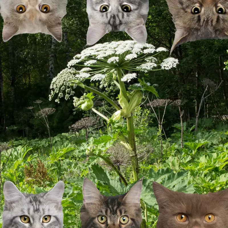 Poison Parsnip and cats