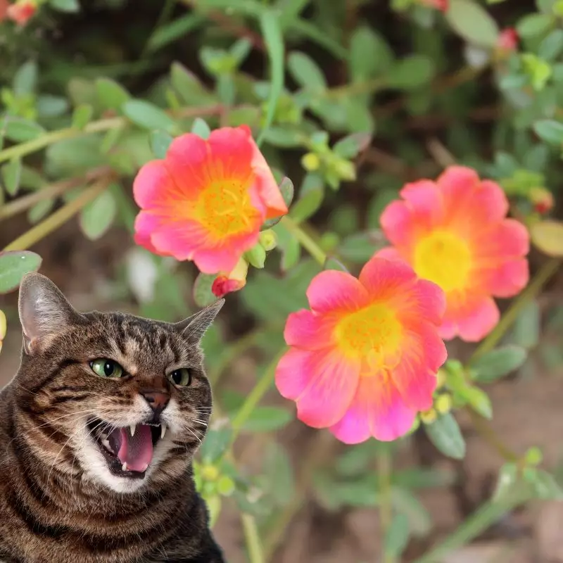 Portulaca and a cat hissing at it