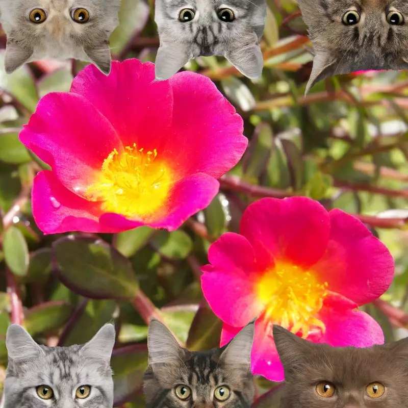 Portulaca and cats