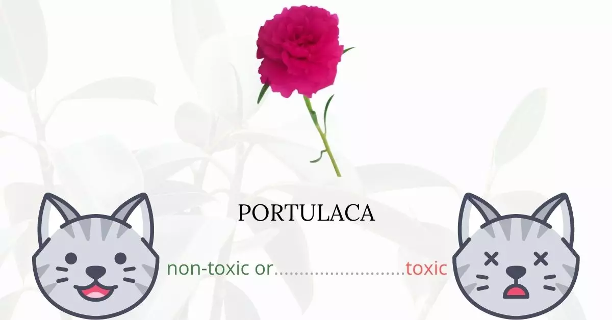 Is Portulaca Toxic to Cats