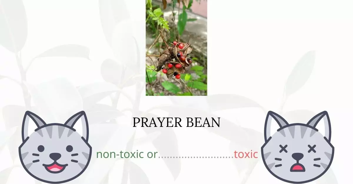 Is Prayer Bean Toxic To Cats