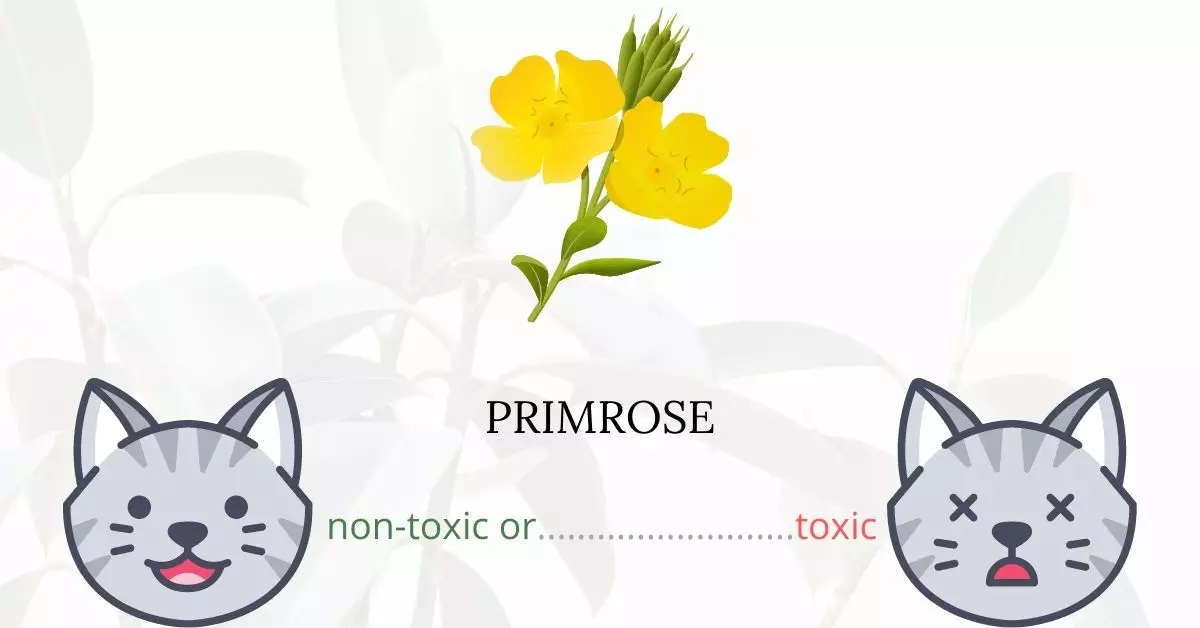 Is Primrose Toxic to Cats