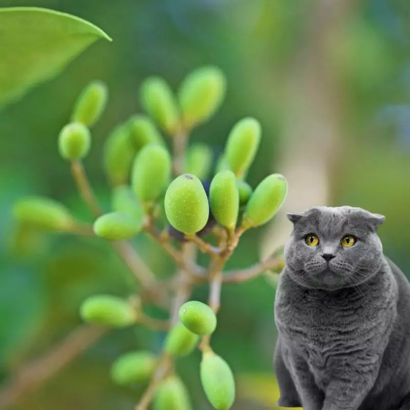 Privet and a cat nearby