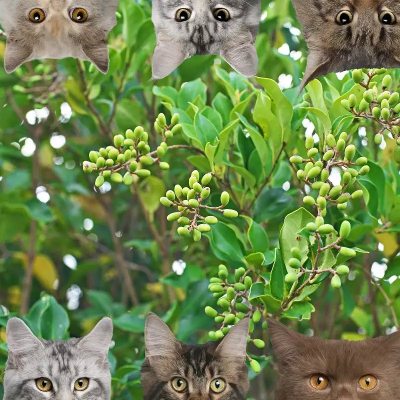 Privet and cats