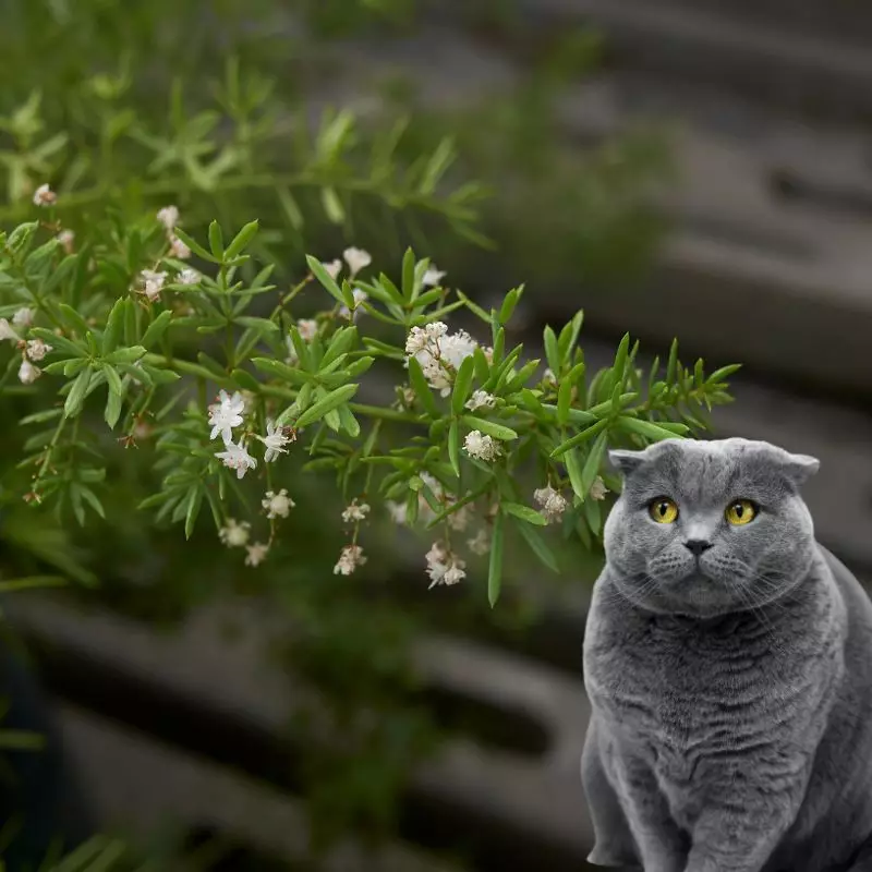 Racemose Asparagus and a cat nearby