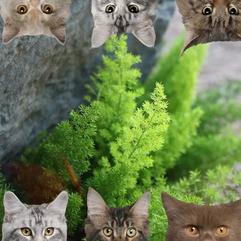 Racemose Asparagus and cats