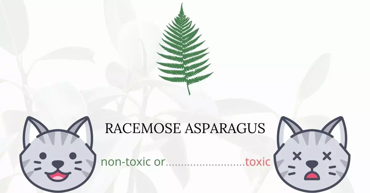 Is Racemose Asparagus Toxic to Cats