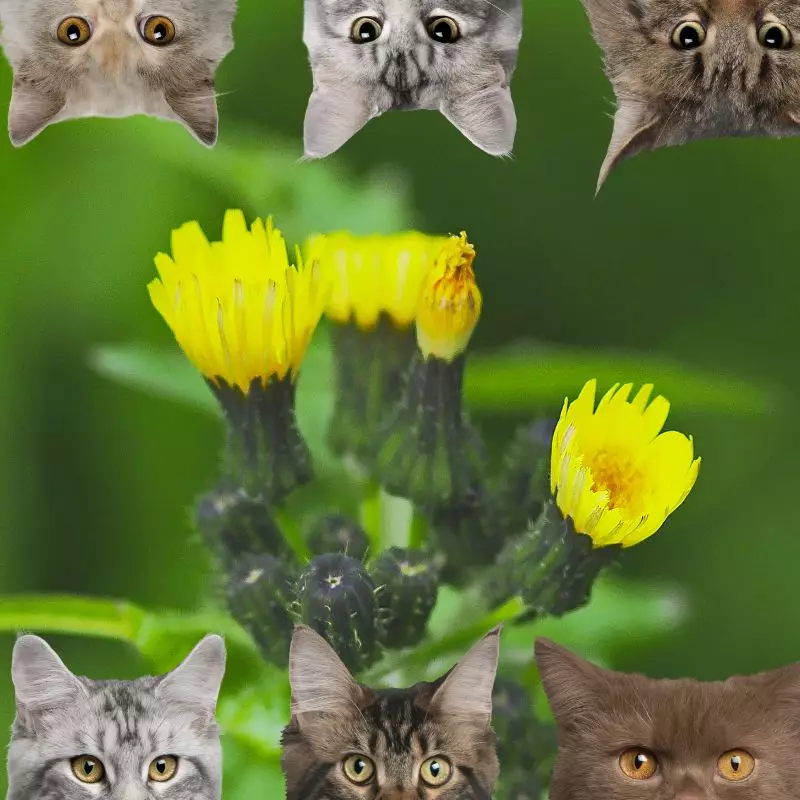 Ragwort and cats