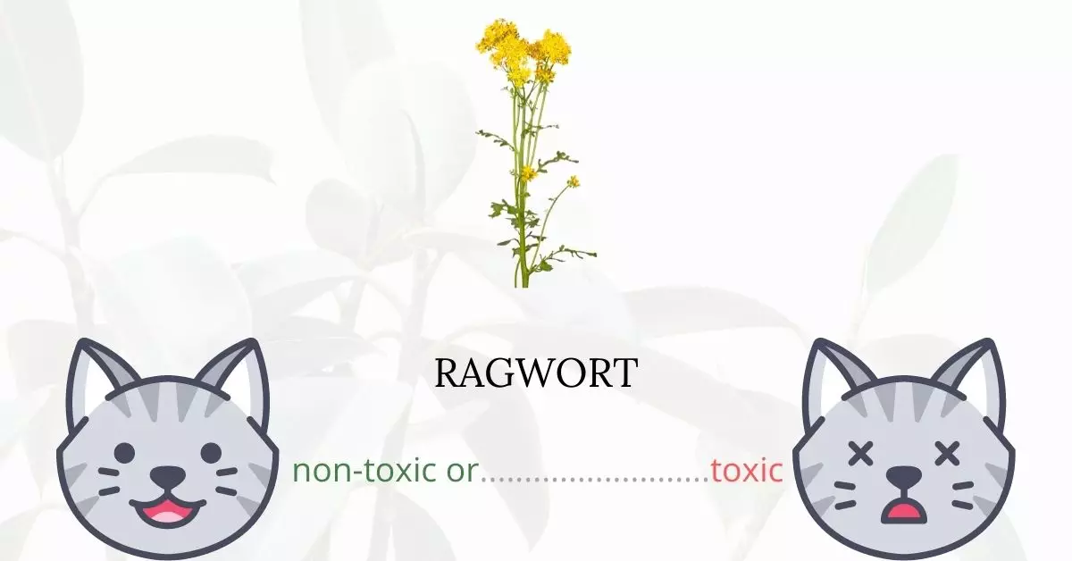 Is Ragwort Toxic to Cats