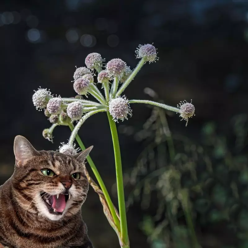 Ranger’s Button and a cat hissing at it