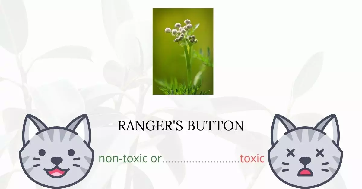 Is Ranger's Button Toxic to Cats