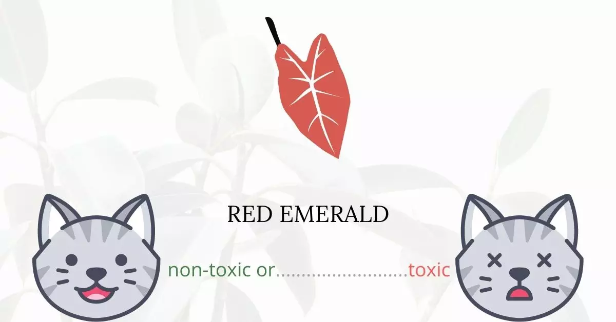 Is Red Emerald Toxic to Cats