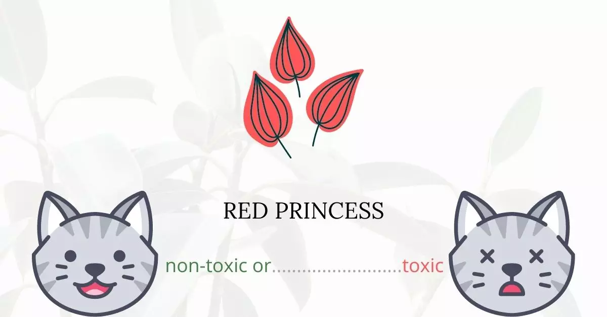 Is Red Princess Toxic to Cats