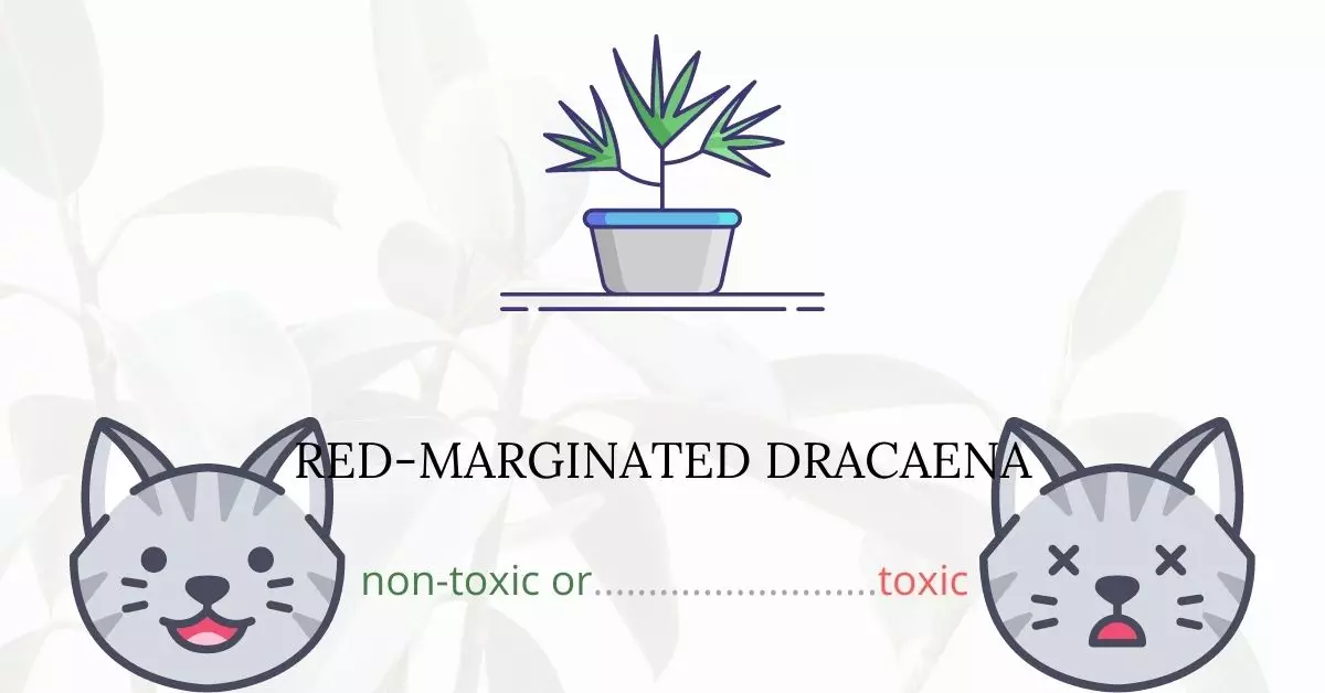 Is Red-marginated Dracaena Toxic to Cats