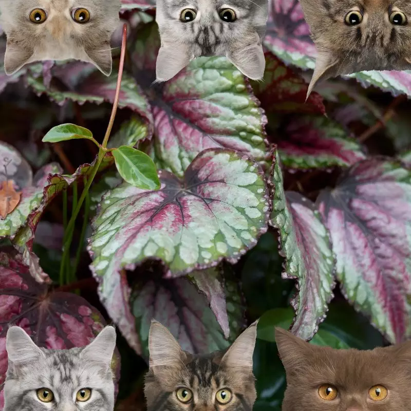 Rex Begonia and cats