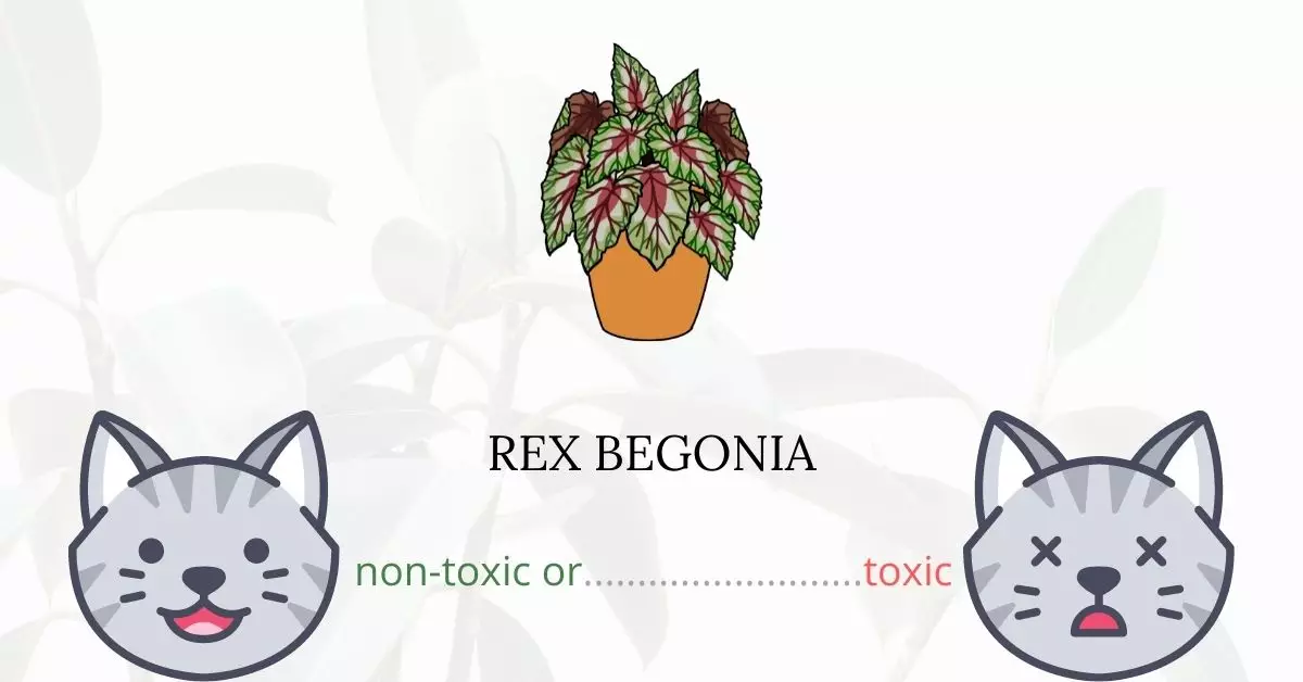 Is Rex Begonia Toxic to Cats
