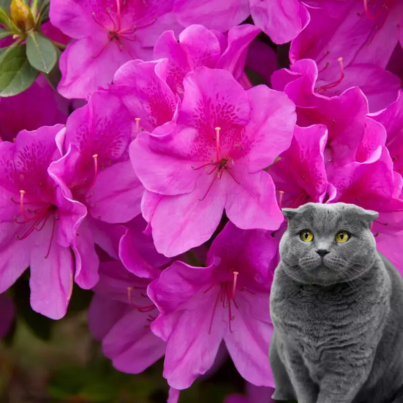 Rhododendron and a cat nearby
