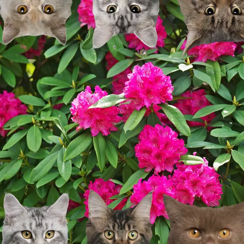 Rhododendron and cats