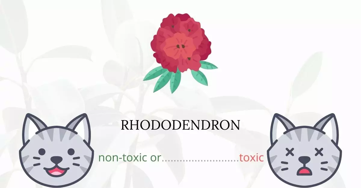Is Rhododendron Toxic to Cats