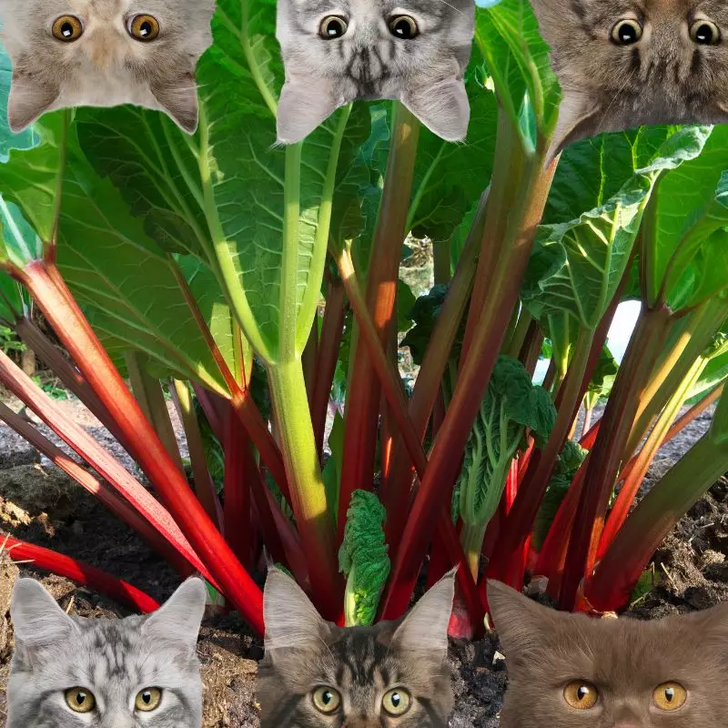 Rhubarb and cats